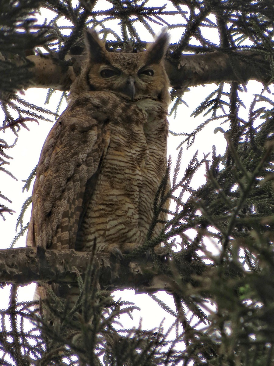 Great Horned Owl - Ines Vasconcelos