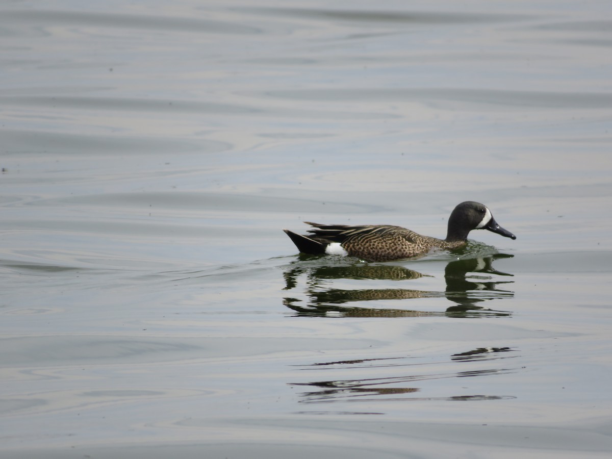 Blue-winged Teal - ML161139271