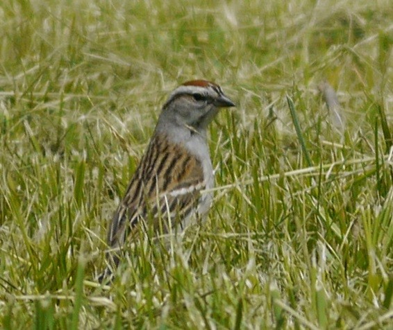 Chipping Sparrow - L.E. Quinlan