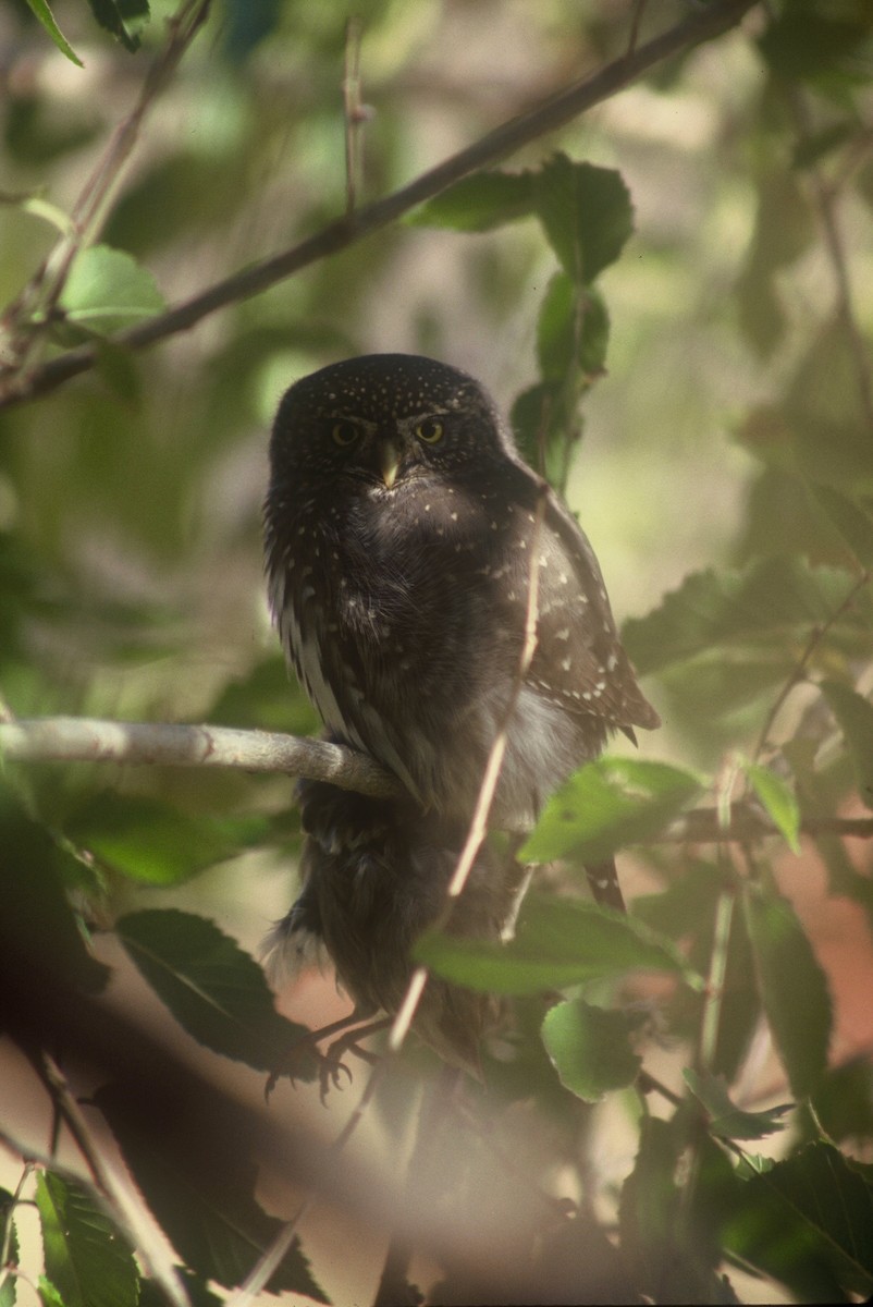 Northern Pygmy-Owl - Craig Fosdick