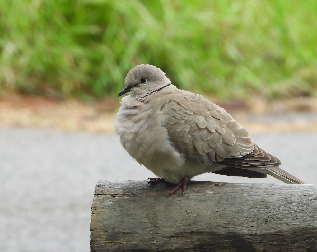 Eurasian Collared-Dove - Pair of Wing-Nuts
