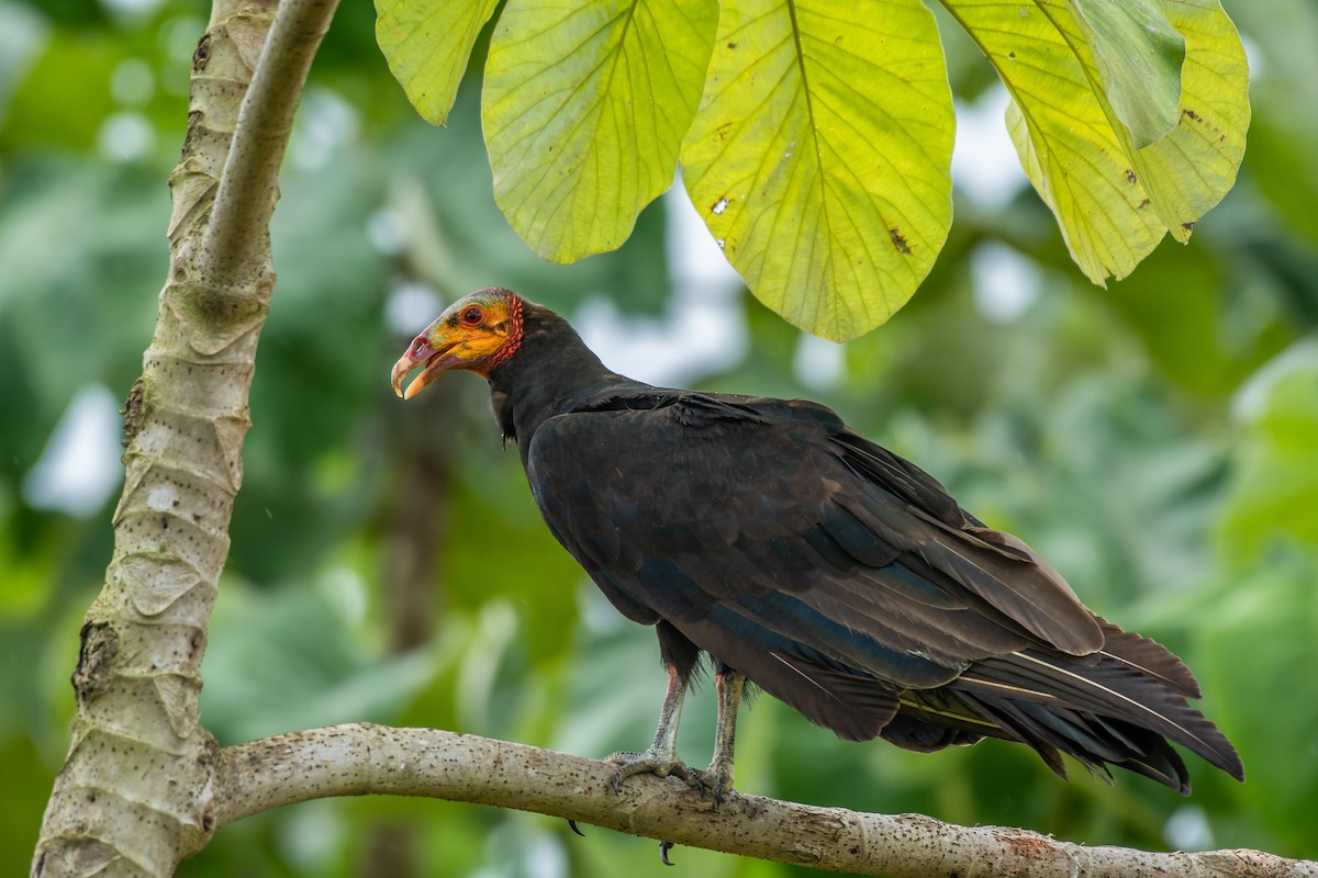 Lesser Yellow-headed Vulture - Rio Dante