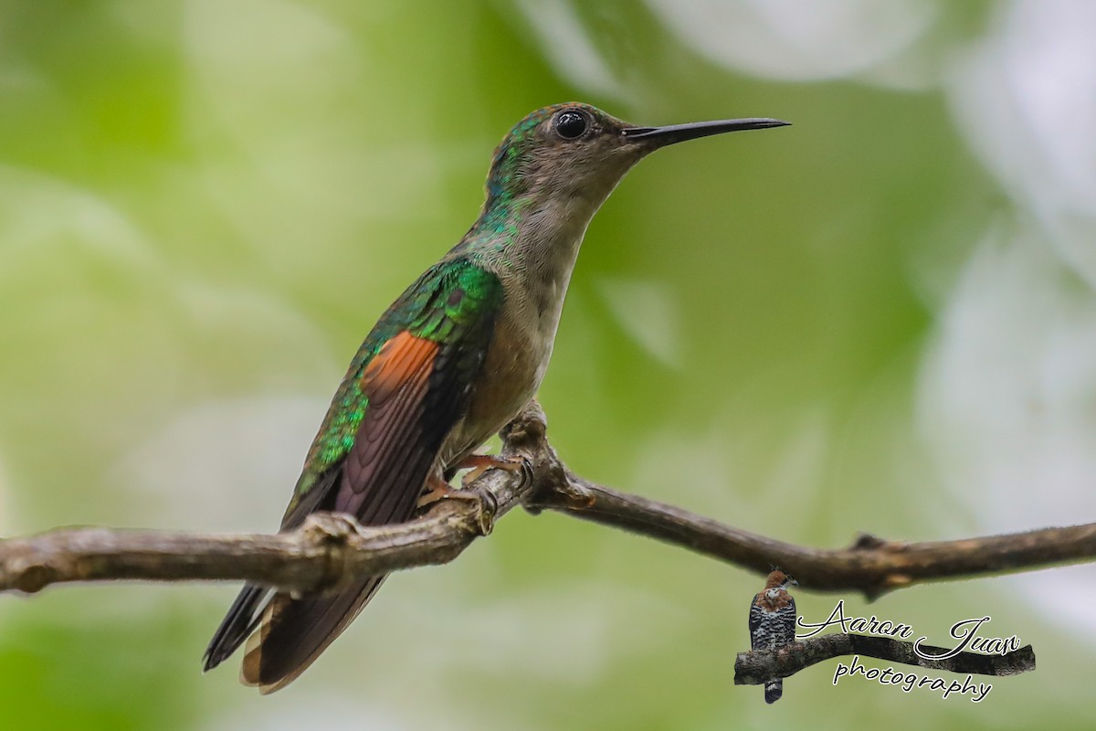 Stripe-tailed Hummingbird - Aaron Juan