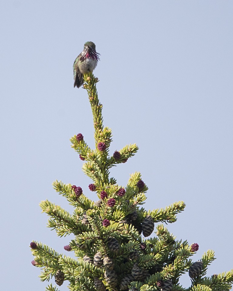 Calliope Hummingbird - ML161155351