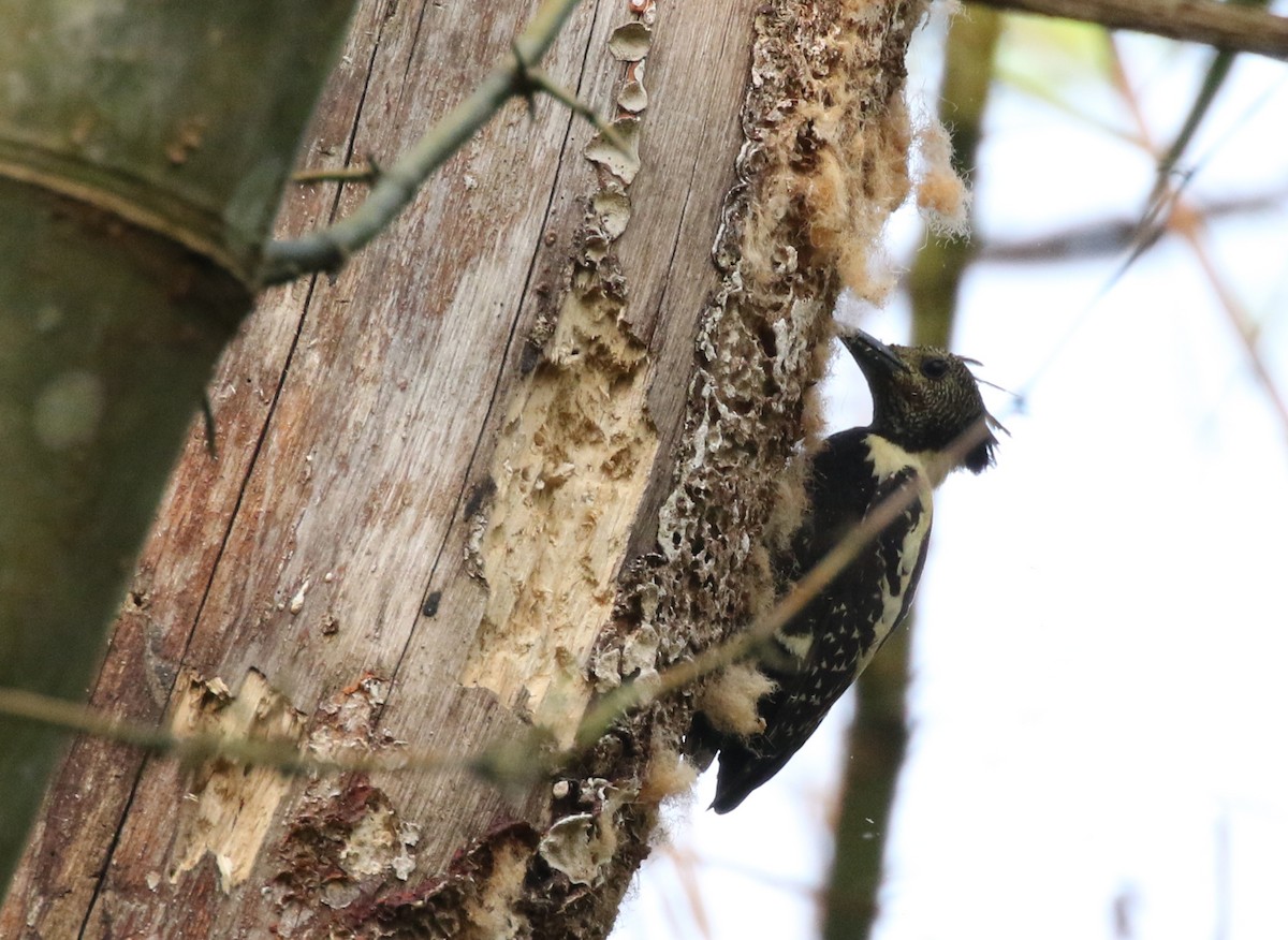 Black-and-buff Woodpecker - ML161155601