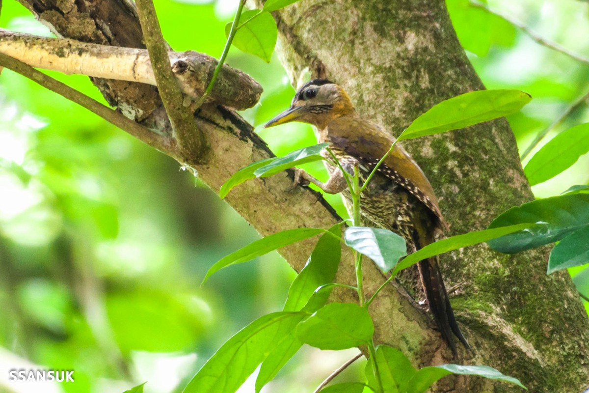 Streak-breasted Woodpecker - Sakkarin Sansuk