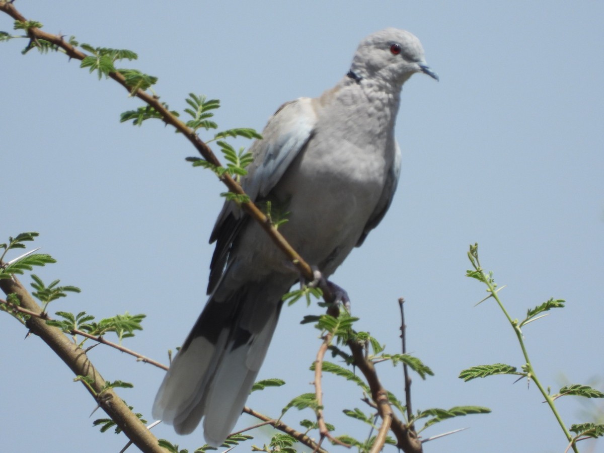 Eurasian Collared-Dove - Lakshmikant Neve
