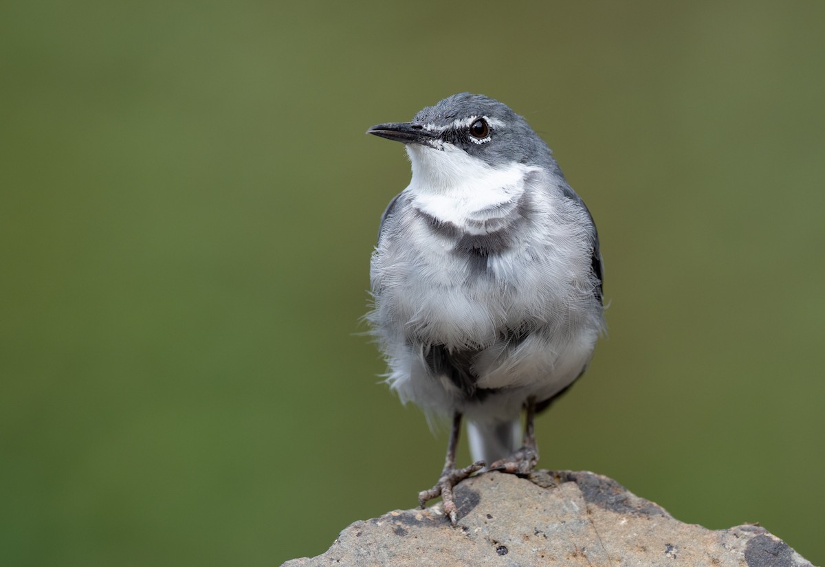 Mountain Wagtail - Forest Botial-Jarvis