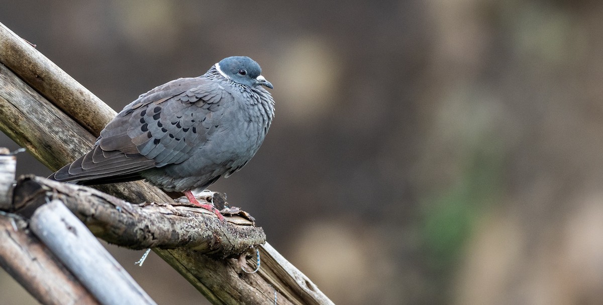 White-collared Pigeon - Forest Botial-Jarvis