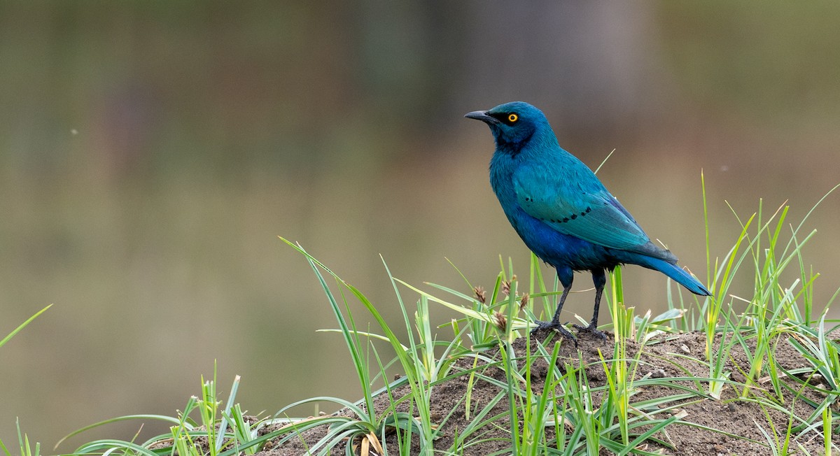 Greater Blue-eared Starling - ML161163291