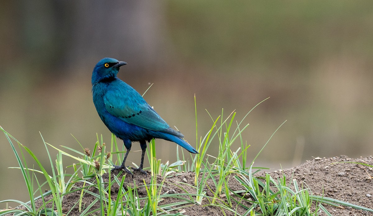 Greater Blue-eared Starling - ML161163301