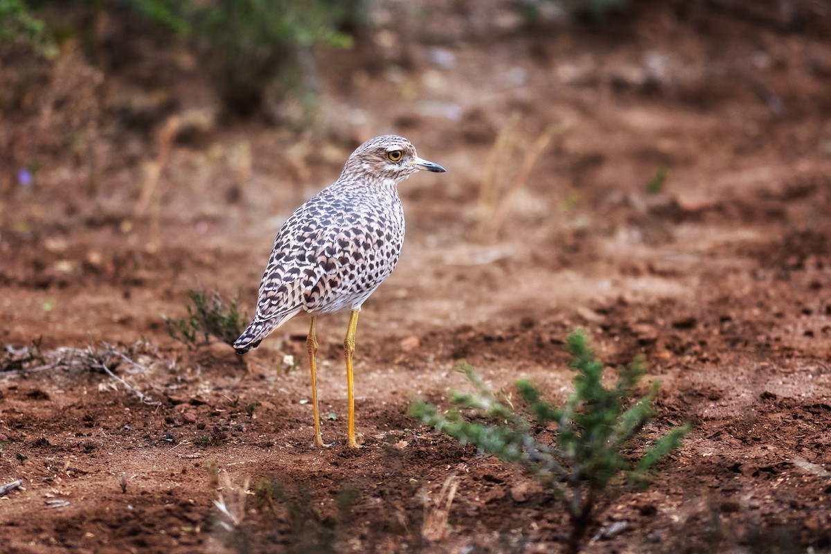 Spotted Thick-knee - Charles Thomas