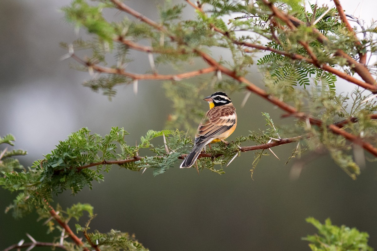 Golden-breasted Bunting - Charles Thomas