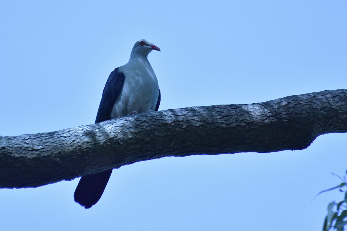 White-headed Pigeon - ML161165391