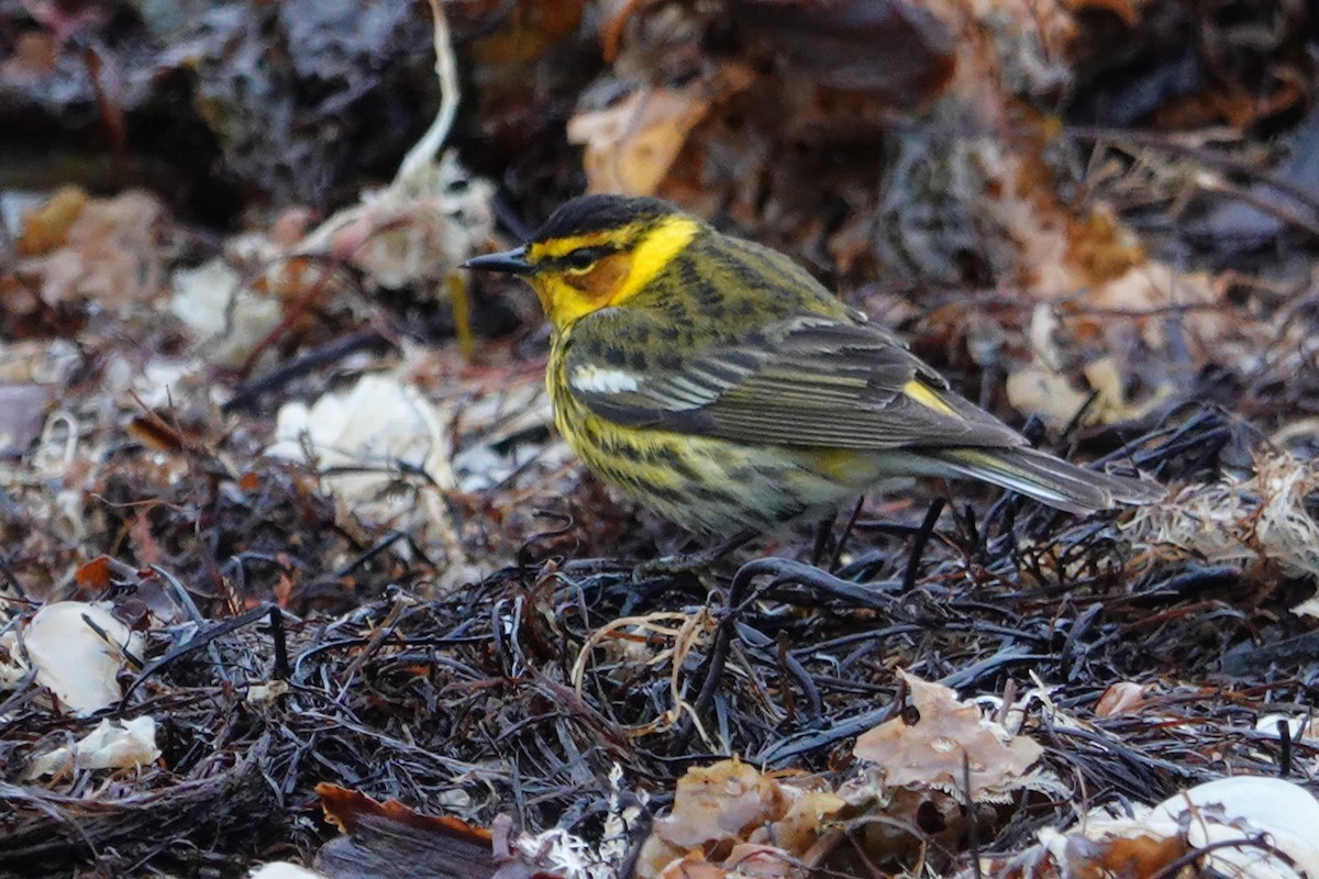 Cape May Warbler - ML161169431