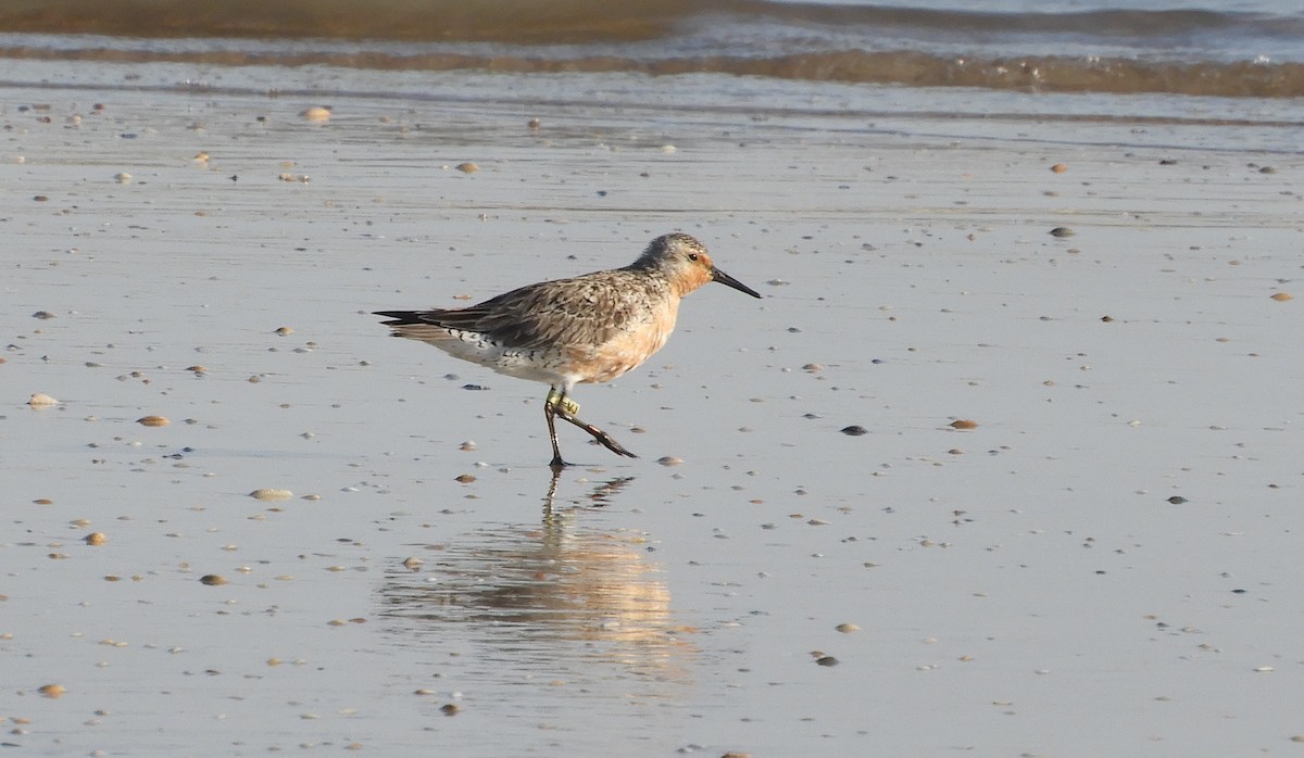 Red Knot - ML161170361