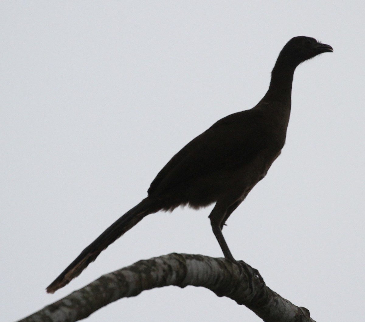 Gray-headed Chachalaca - Don Coons
