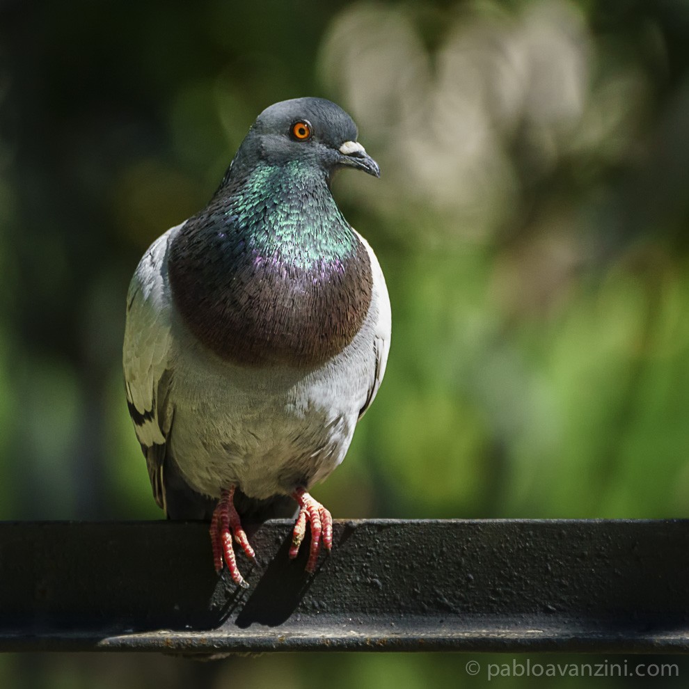 Rock Pigeon (Feral Pigeon) - Pablo Avanzini