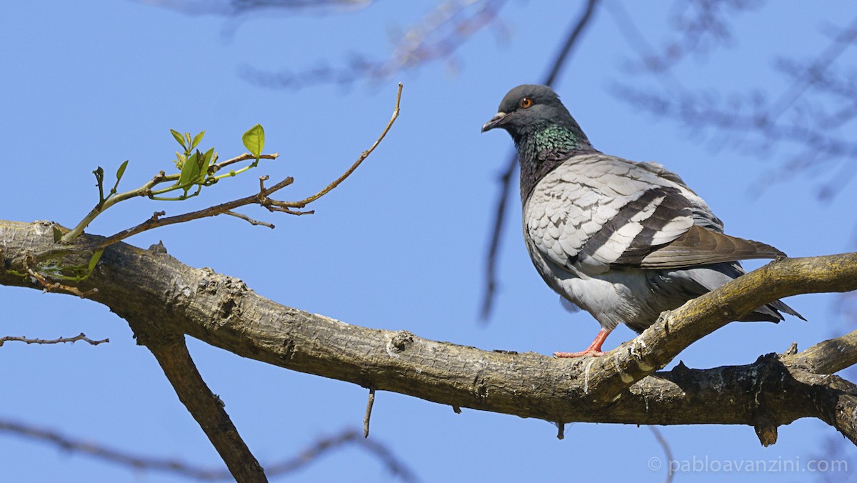 Rock Pigeon (Feral Pigeon) - ML161176091