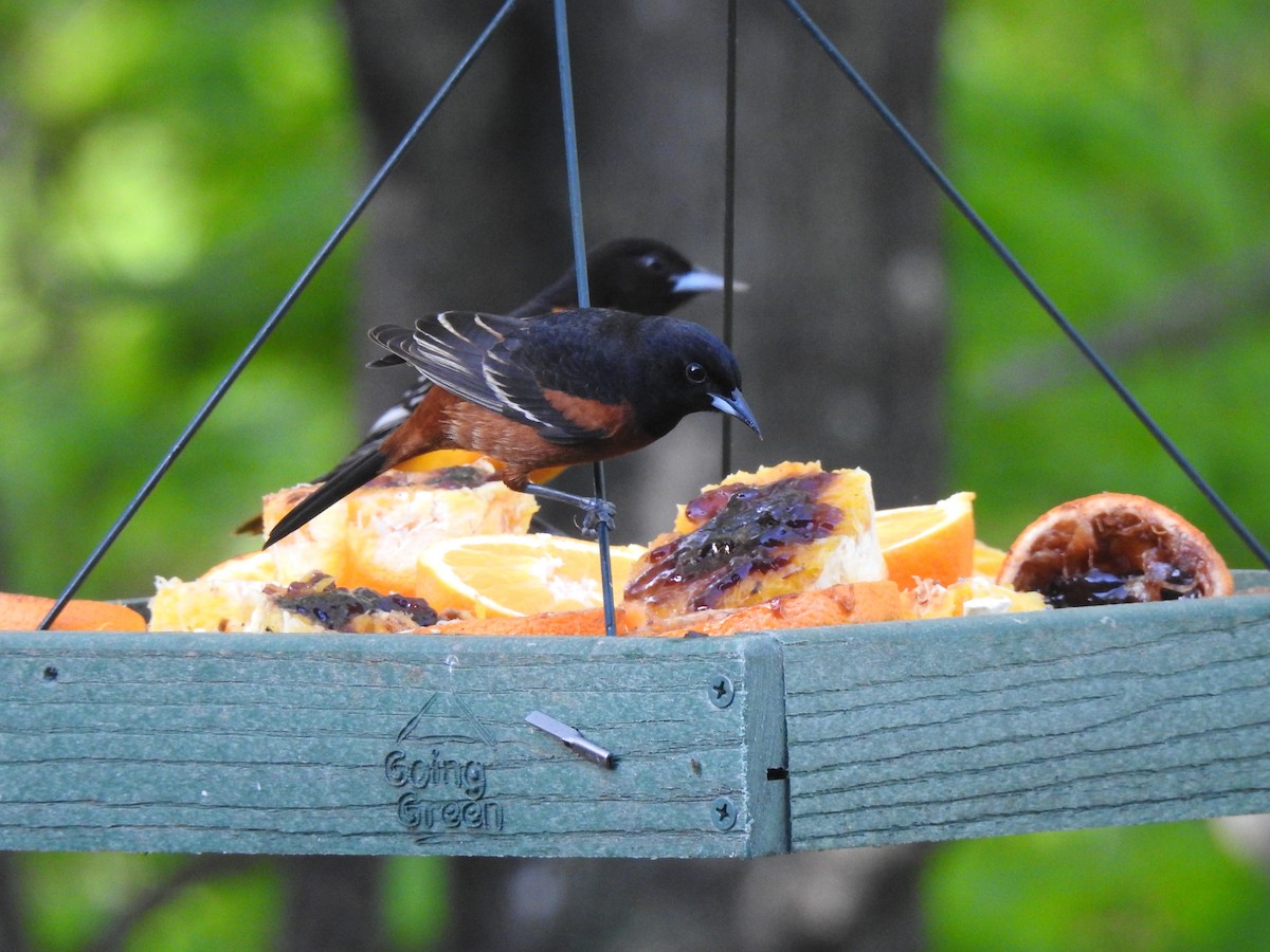 Orchard Oriole - ML161176561