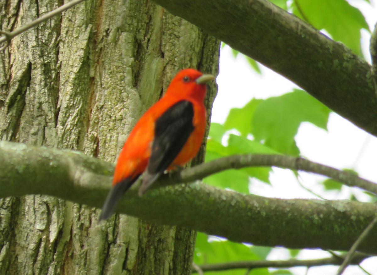 Scarlet Tanager - ML161183261