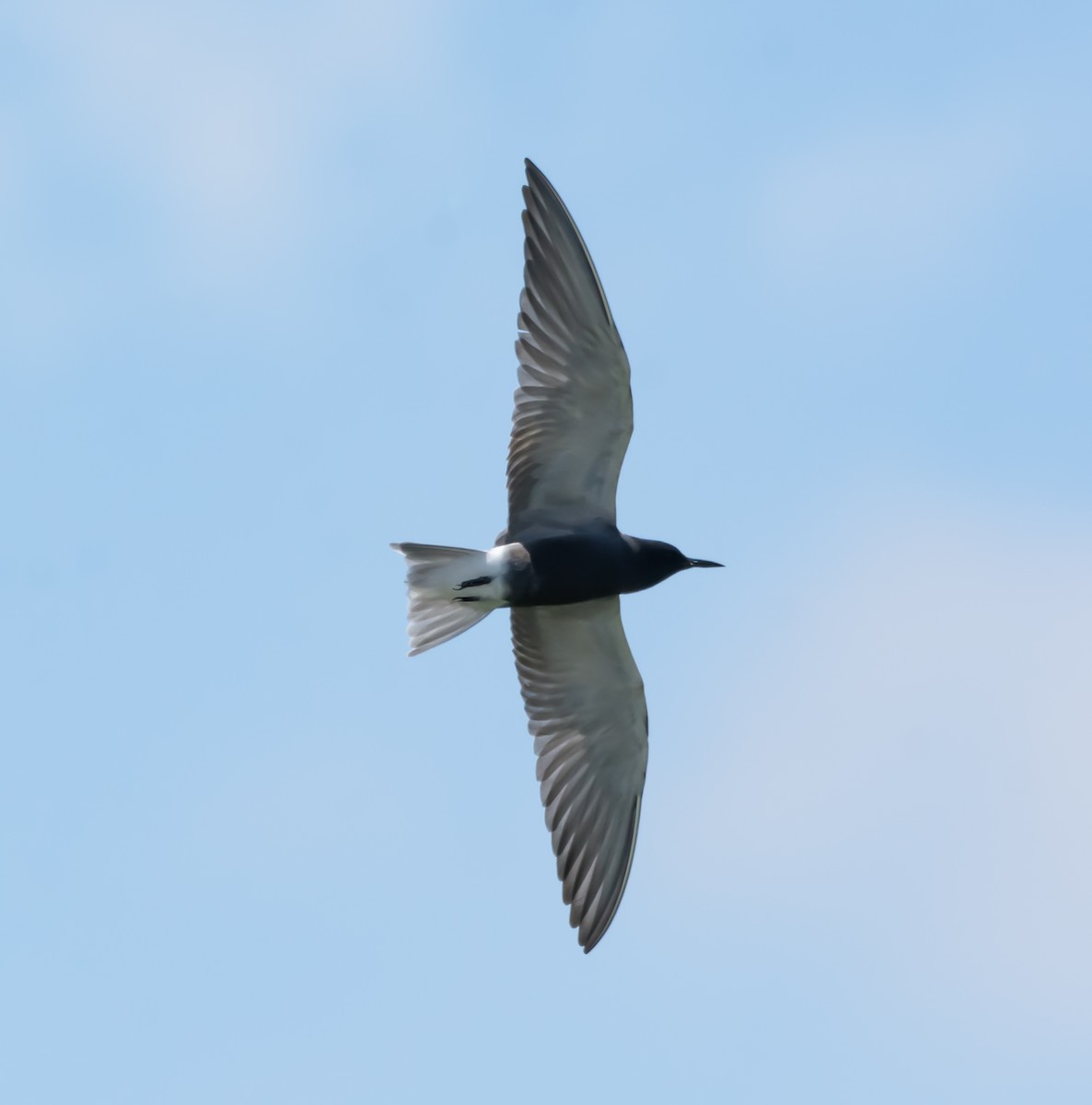 Black Tern - shawn mason