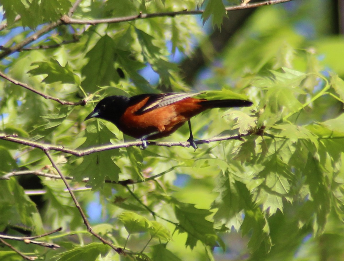 Orchard Oriole - ML161189671