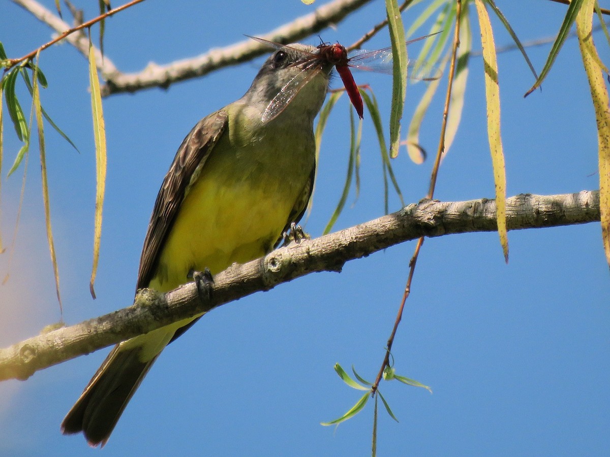 Tropical Kingbird - Ines Vasconcelos