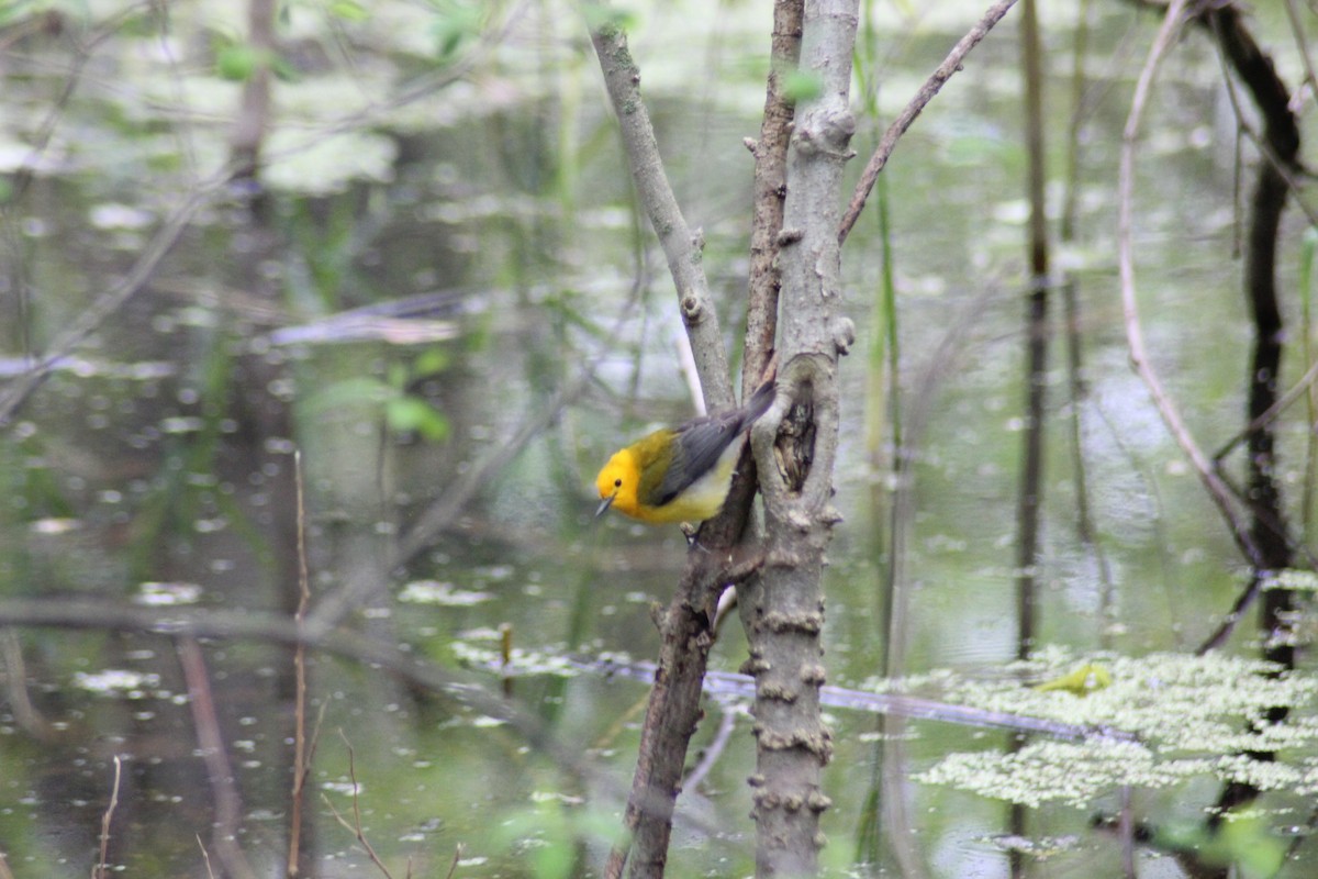 Prothonotary Warbler - ML161191651