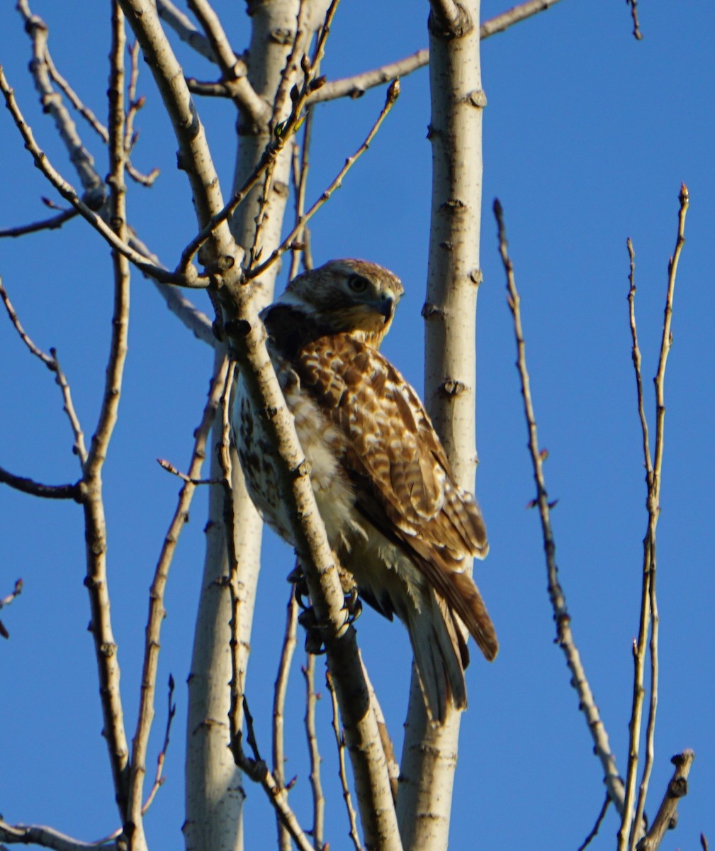 Red-tailed Hawk - ML161192411