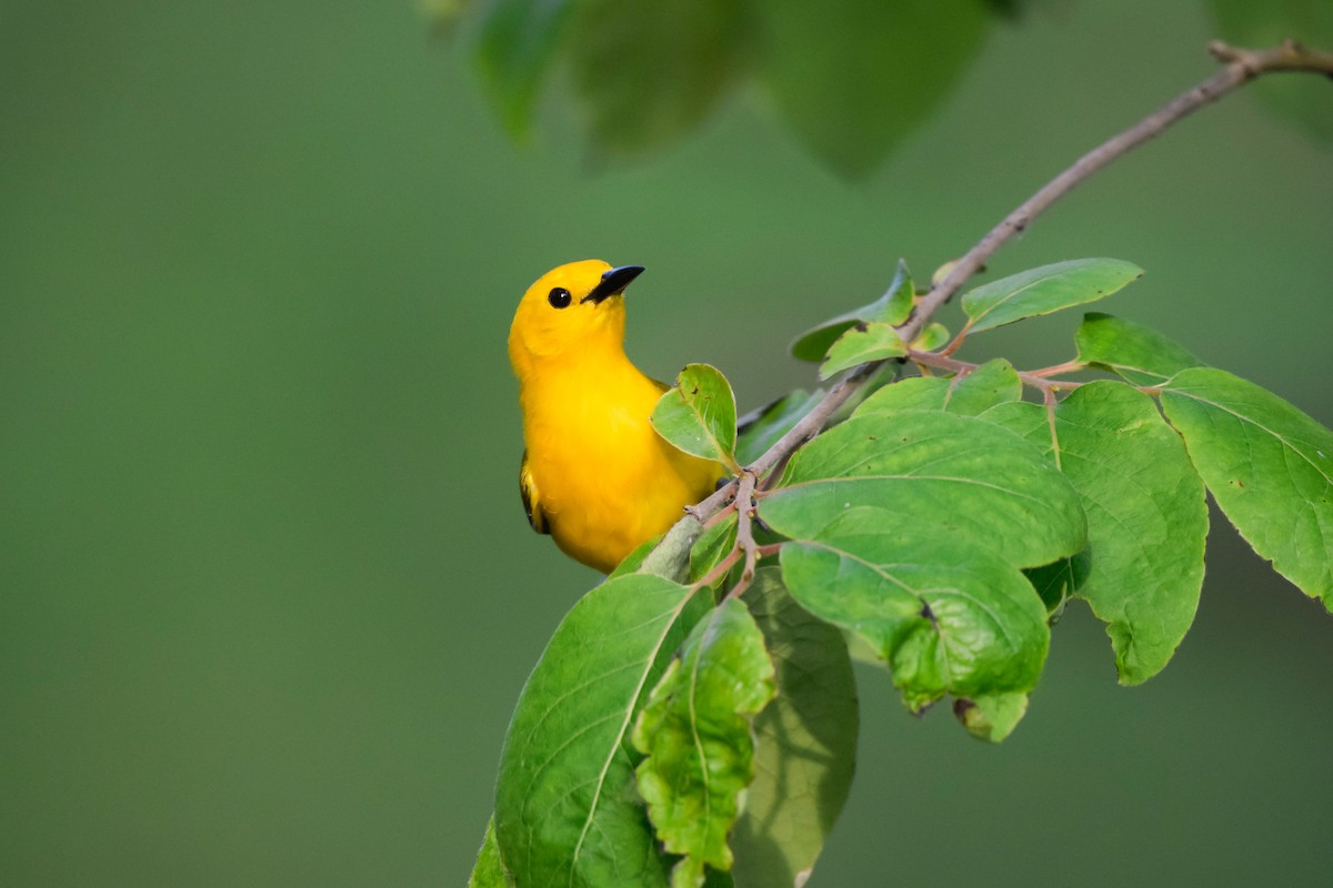 Prothonotary Warbler - Matt Longabaugh