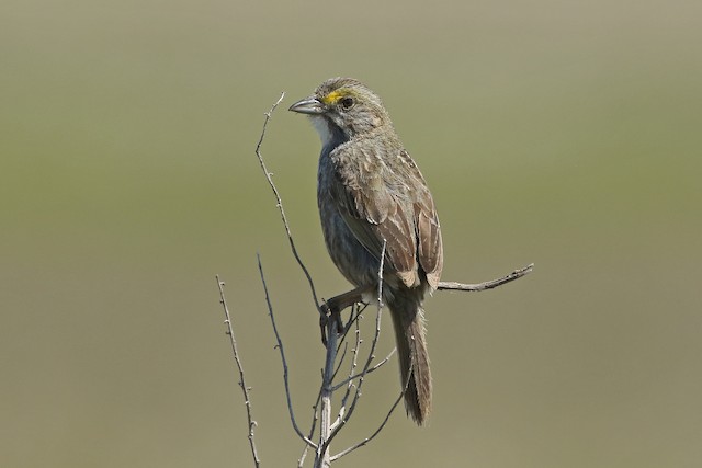 Dorsal view (subspecies <em class="SciName notranslate">maritima</em>). - Seaside Sparrow - 
