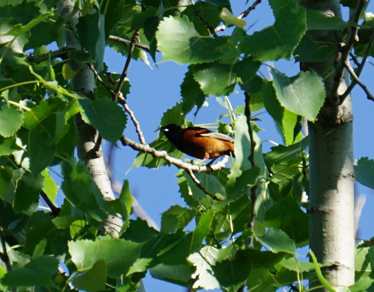 Orchard Oriole - ML161196381