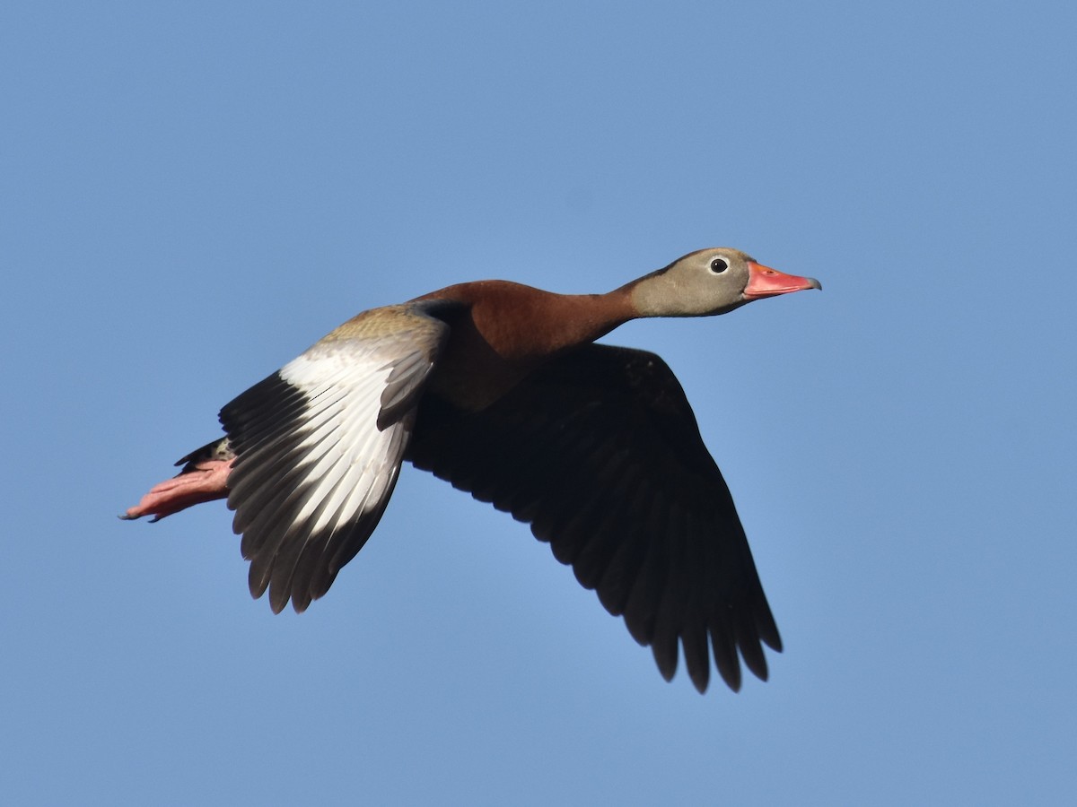 Black-bellied Whistling-Duck - Mike Ostrowski