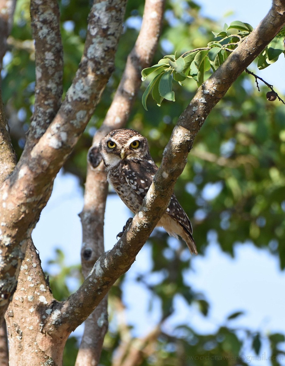 Spotted Owlet - ML161198361