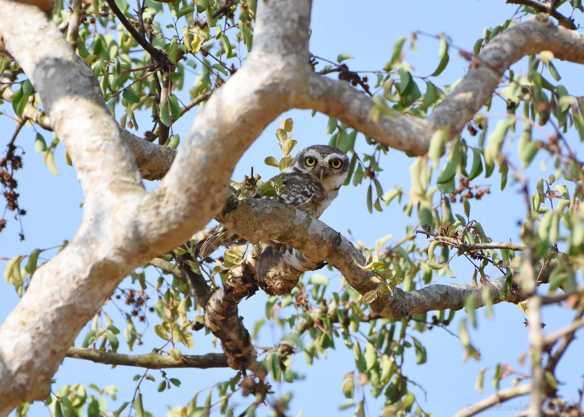Spotted Owlet - ML161198401