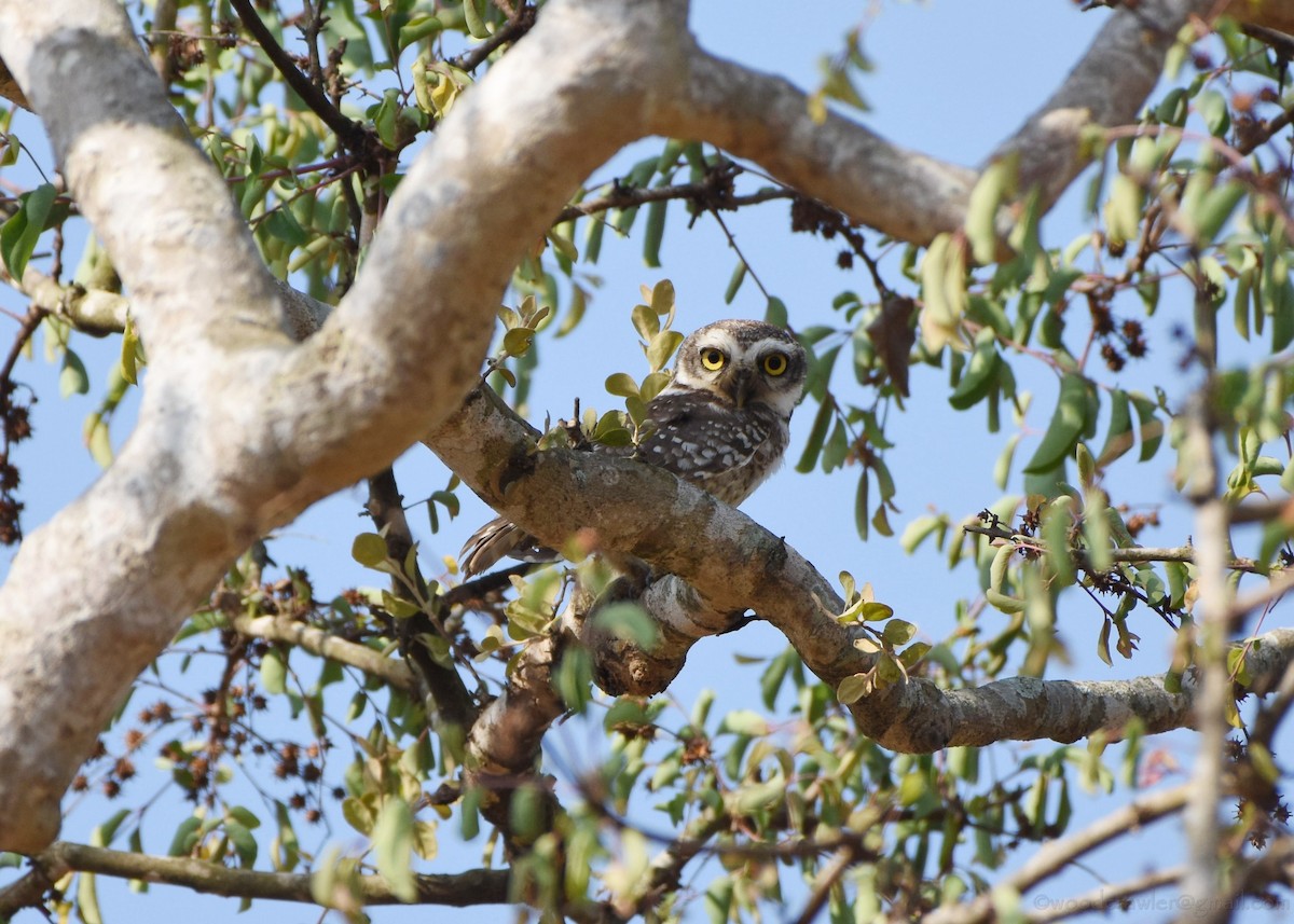 Spotted Owlet - ML161198411