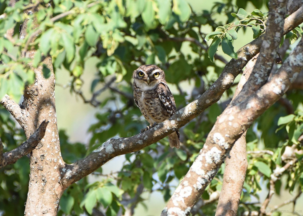 Spotted Owlet - ML161198421