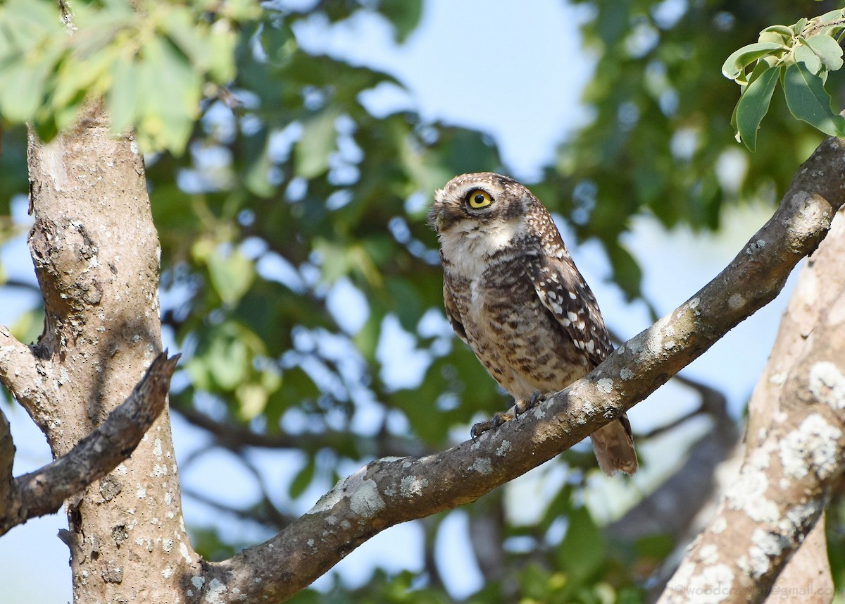 Spotted Owlet - ML161198441