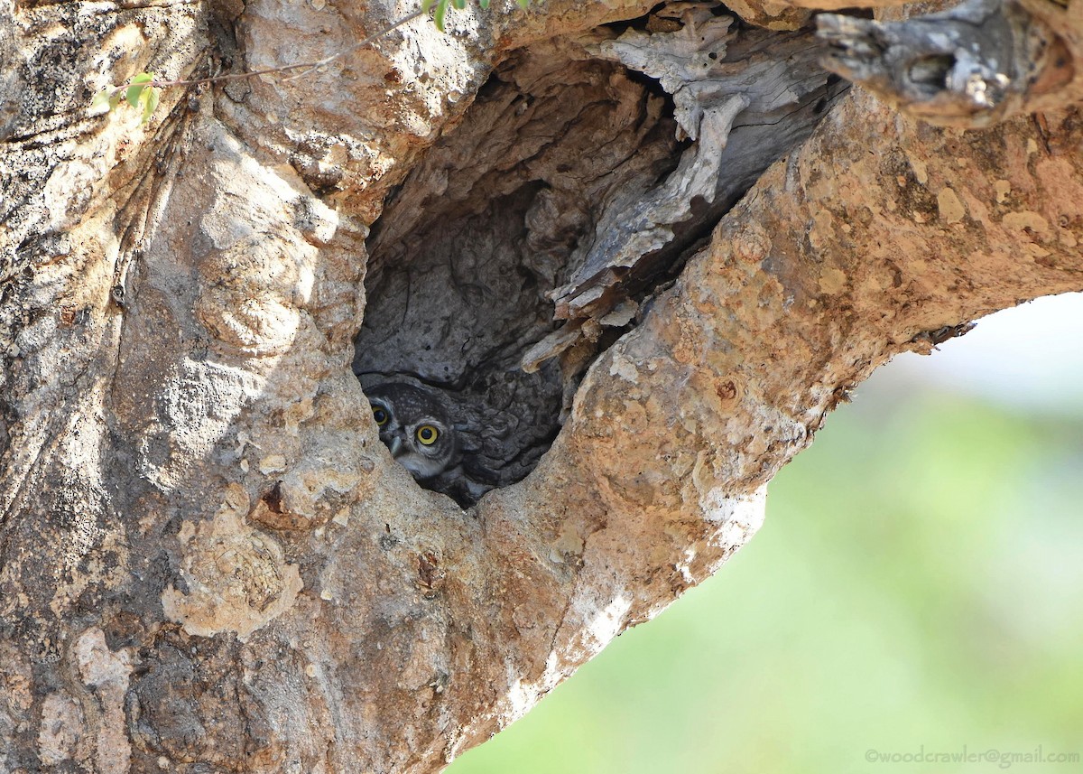 Spotted Owlet - ML161198461