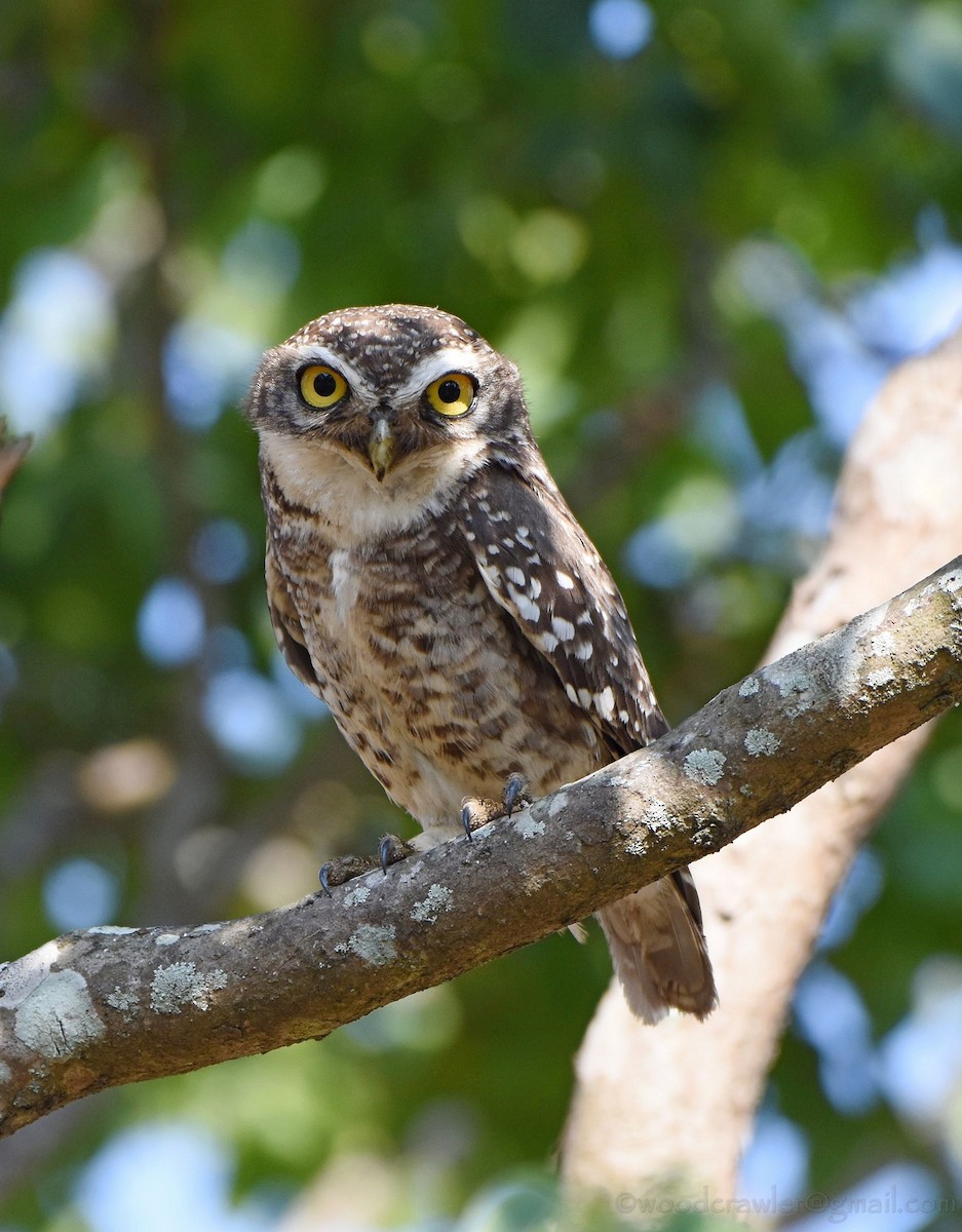 Spotted Owlet - ML161198511