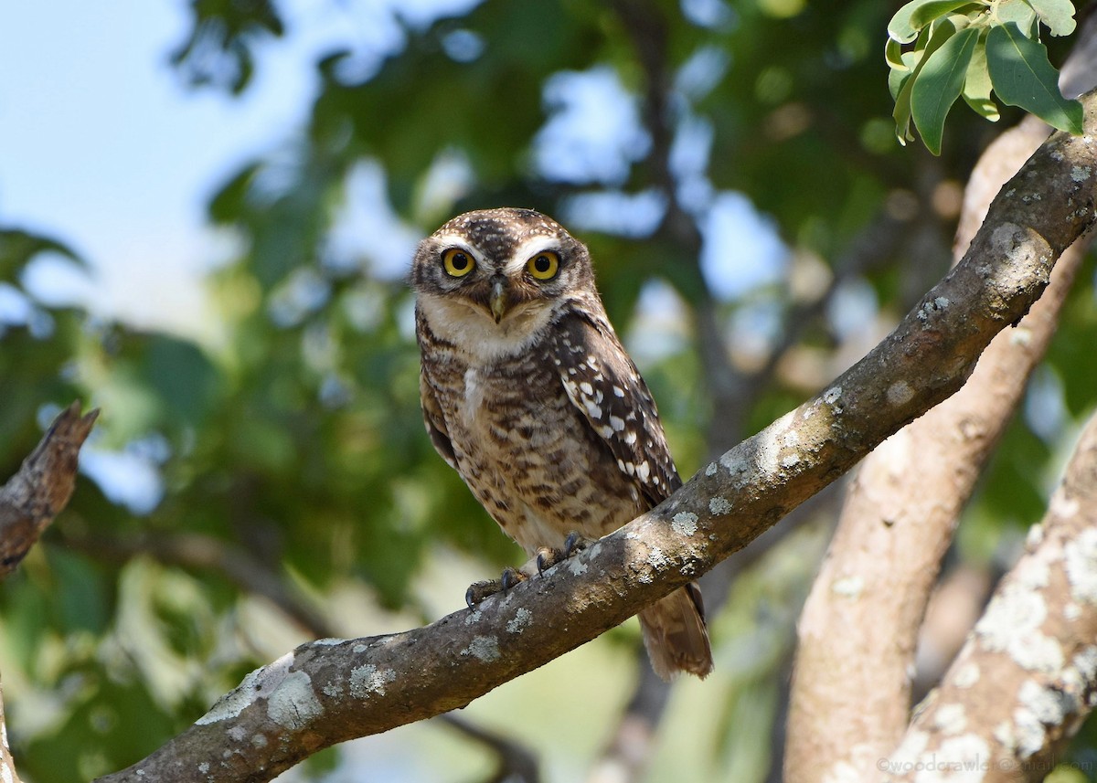 Spotted Owlet - ML161198521