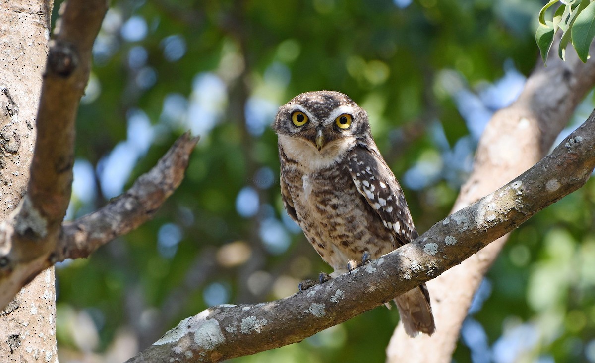 Spotted Owlet - ML161198531