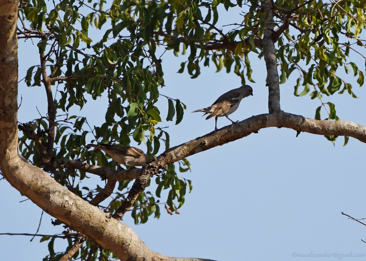Yellow-throated Sparrow - Rajesh Radhakrishnan