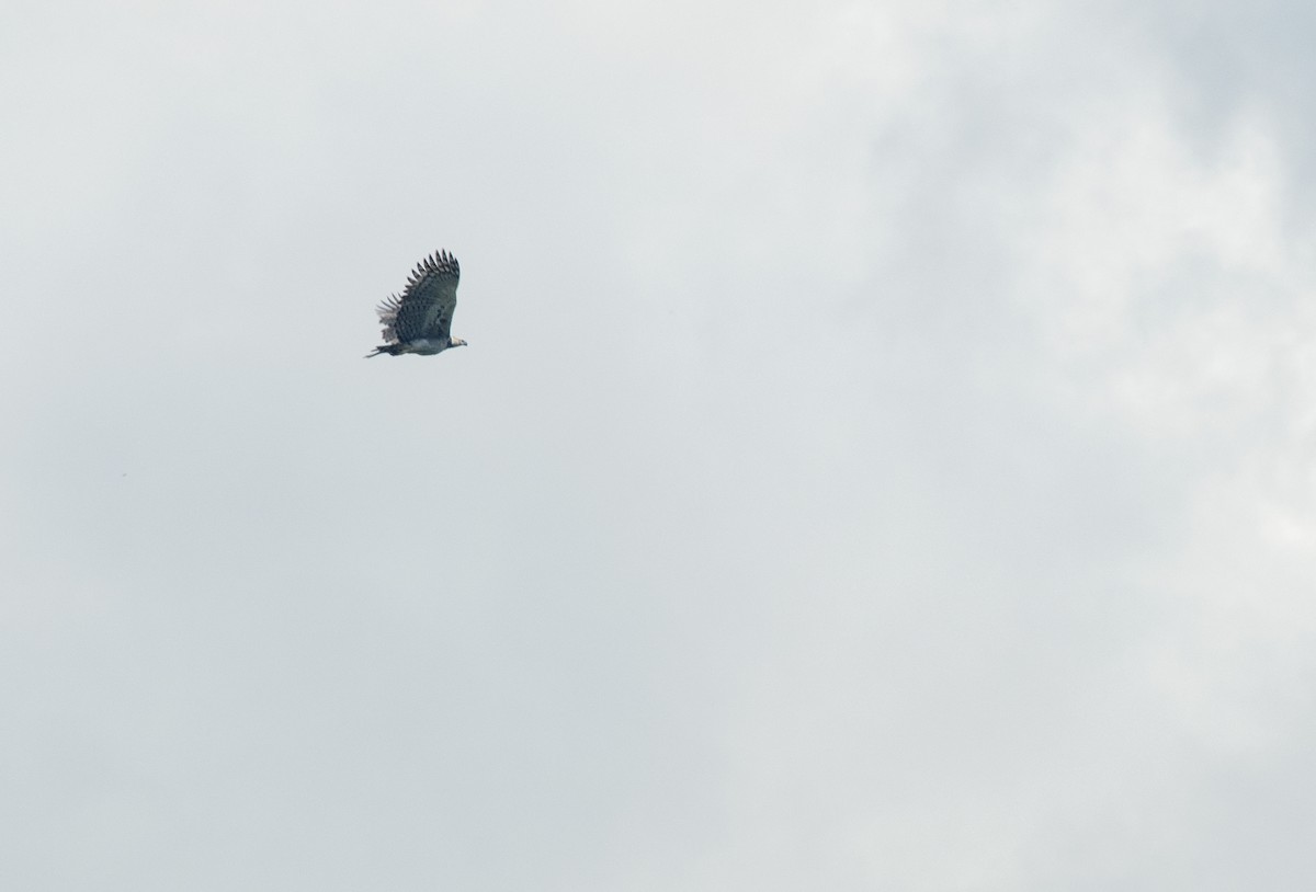 Harpy Eagle - ML161202941