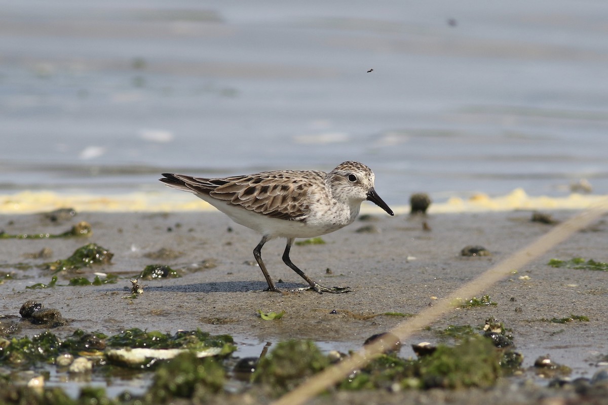 eBird Checklist - 17 May 2019 - Sandy Hook - 131 species