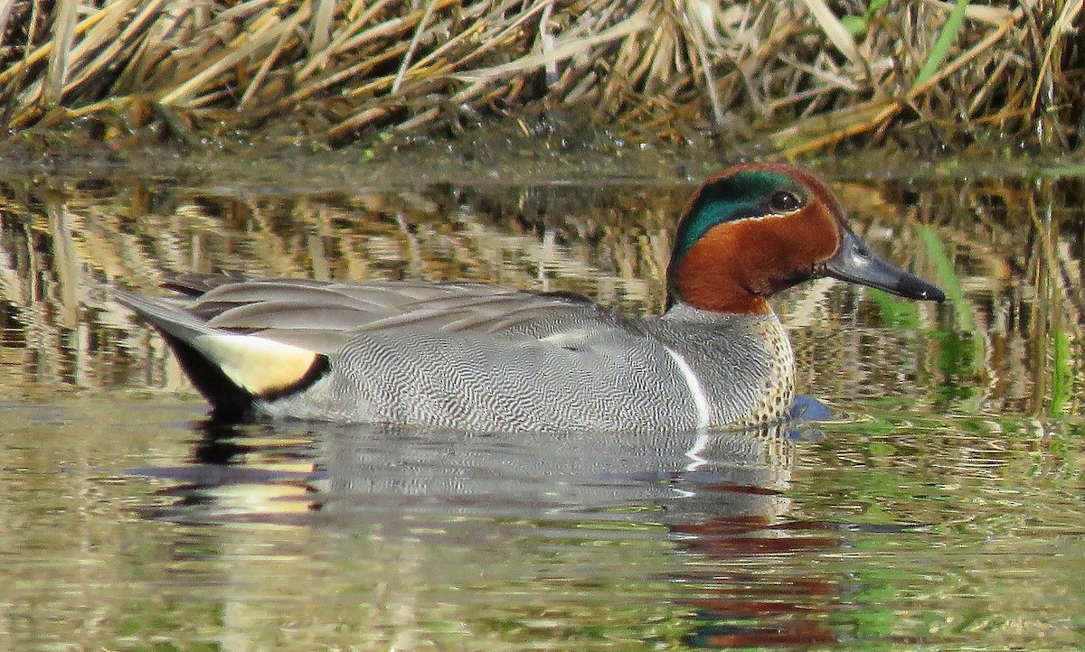 Green-winged Teal - ML161205751