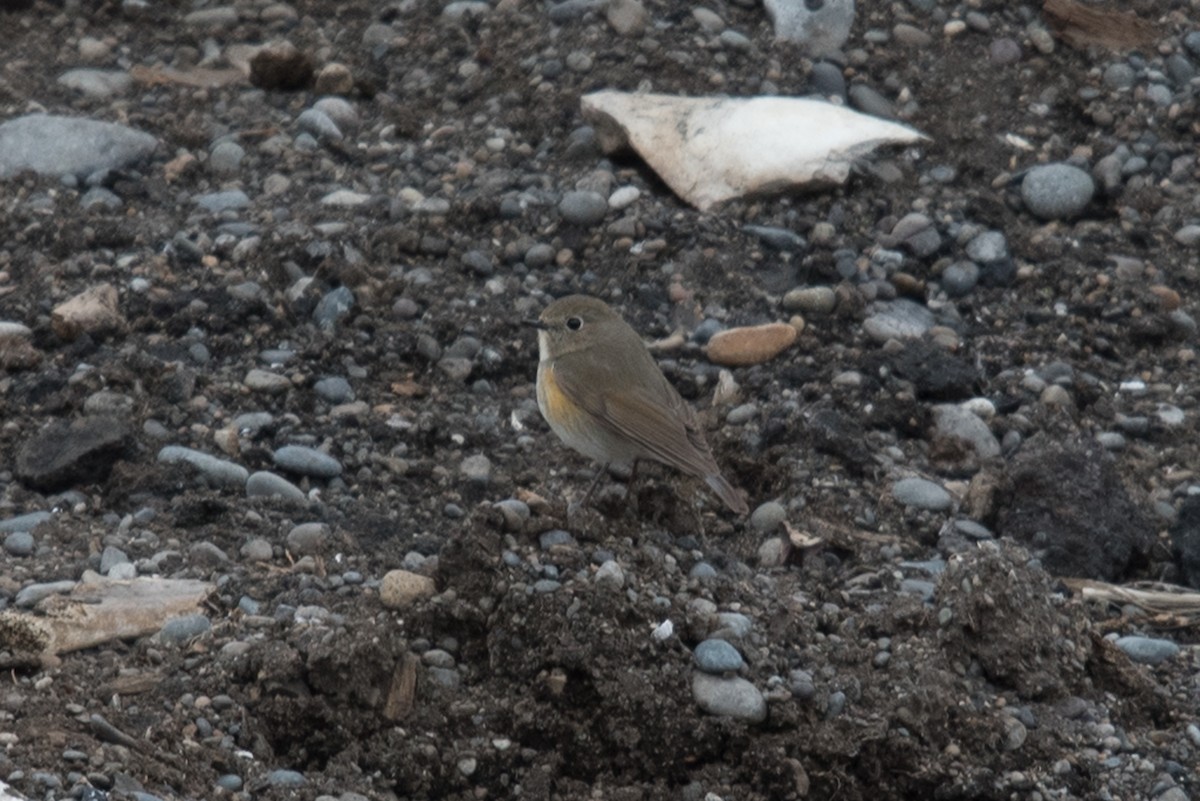 Red-flanked Bluetail - Aaron Lang