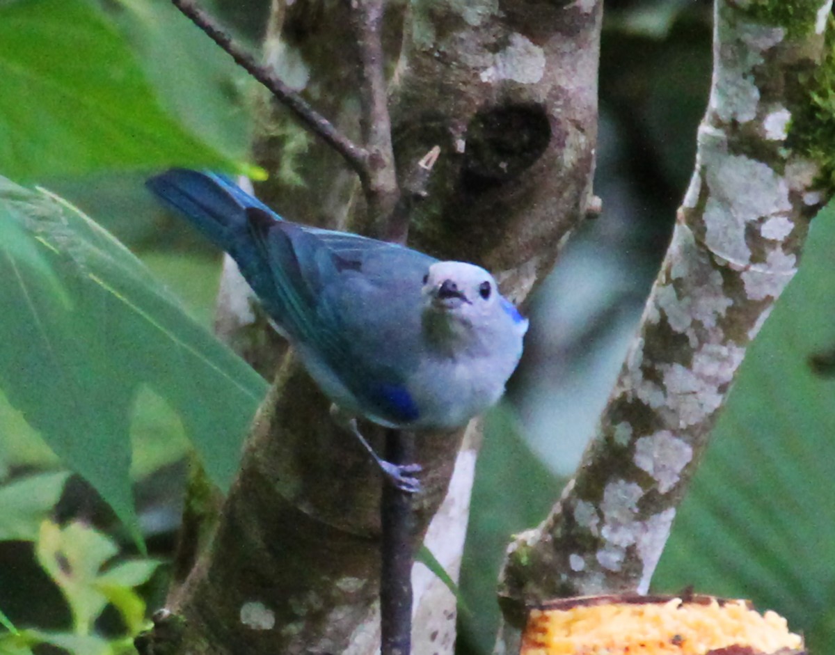 Blue-gray Tanager - ML161212151