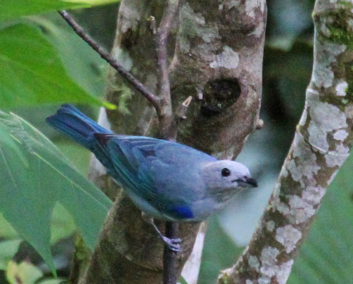 Blue-gray Tanager - ML161212241